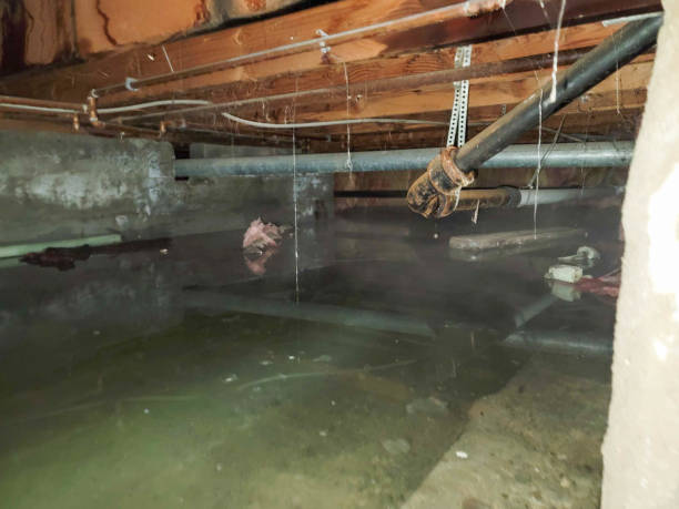 Best Mold removal after water damage  in Cloverdale, VA